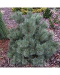 Pinus sylvestris Chantry Blue